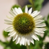 Echinacea 'Cheyenne Spirit' blanc fleur