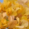 Bougainvillea 'Marie Jaune'