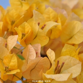 Bougainvillea 'Marie Jaune'