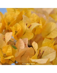 Bougainvillier 'Marie Jaune'