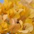 Bougainvillier 'Marie Jaune'