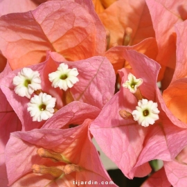 Bougainvillea 'Marie Orange'
