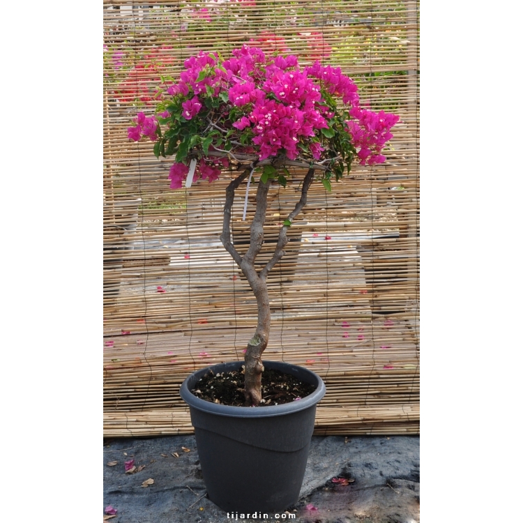 Bougainvillier greffée N°2-3 rose foncé - Tijardin ...