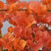 Bougainvillea 'Marie Orange'