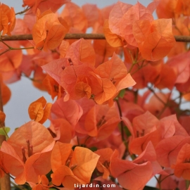 Bougainvillea 'Marie Orange'