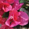 Bougainvillea 'Marie Rouge'