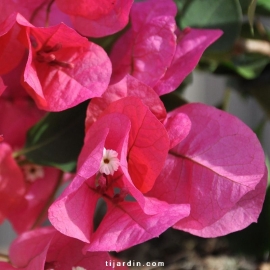 Bougainvillea 'Marie Rouge'