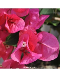 Bougainvillier 'Marie Rouge'