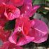 Bougainvillier 'Marie Rouge'