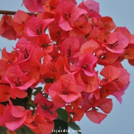 Bougainvillea 'Marie Rouge'