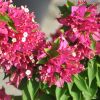 Bougainvillea 'Mini Thaï'