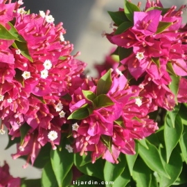 Bougainvillea 'Mini Thaï' Bonzai