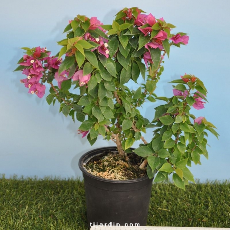 Bougainvillier 'Mini Thaï' : compact miniature rose clair - Tijardin