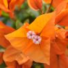 Bougainvillea 'Opale Fire'