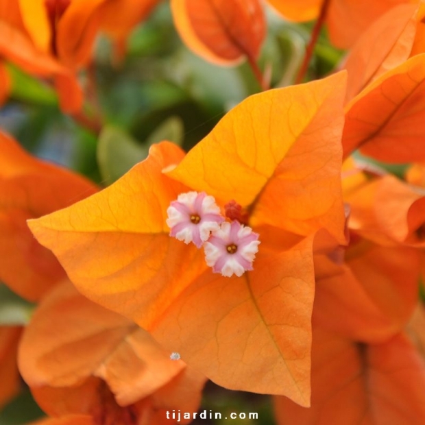 Bougainvillea 'Opale Fire'