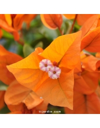 Bougainvillier 'Opale Fire'