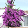 Bougainvillea specto-glabra 'Violet de Mèze'