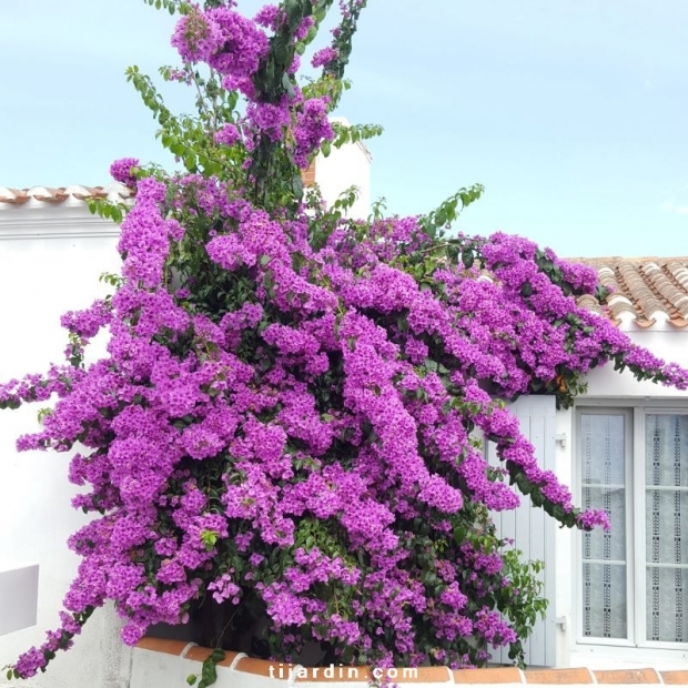 Bougainvillea specto-glabra 'Violet de Mèze'