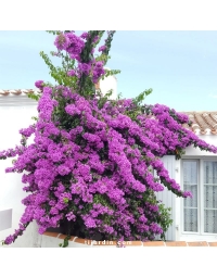 Bougainvillea specto-glabra 'Violet de Mèze'