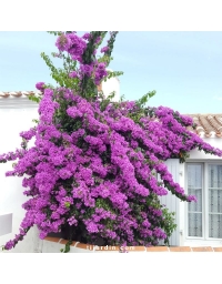 Bougainvillier specto-glabra 'Violet de Mèze'