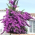 Bougainvillier specto-glabra 'Violet de Mèze®'