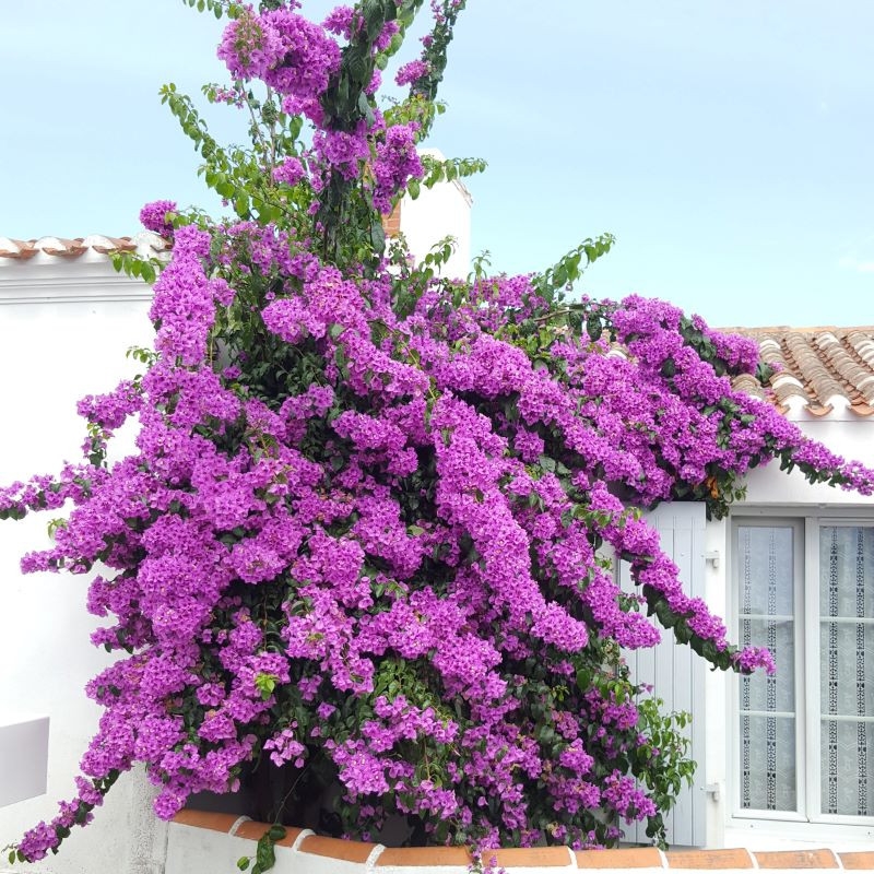 Bougainvillier specto-glabra 'Violet de Mze' : rustique jusqu' -8C,  fleurs violettes - Tijardin
