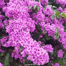 Bougainvillea specto-glabra 'Violet de Mèze'