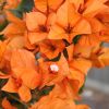 Bougainvillea 'Opale Fire'