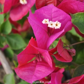 Bougainvillea 'Opulence'