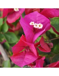 Bougainvillier 'Opulence'