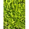 Ipomoea batatas 'Margarita' compacte