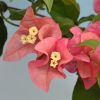 Bougainvillea 'Parme'