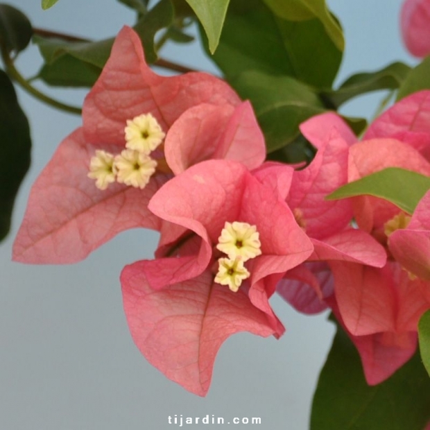 Bougainvillea 'Parme'