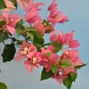 Bougainvillea 'Parme'