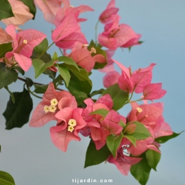 Bougainvillea 'Parme'