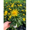 Euryops