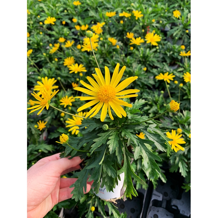 Euryops : Marguerite des savanes à fleurs jaune vif, soins - Tijardin