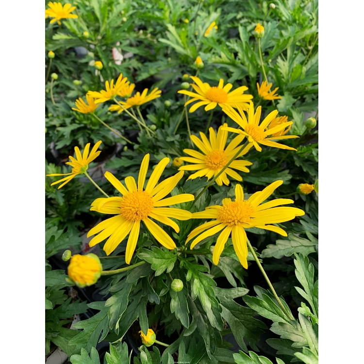 Euryops : Marguerite des savanes à fleurs jaune vif, soins - Tijardin