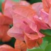 Bougainvillea 'Pêche'