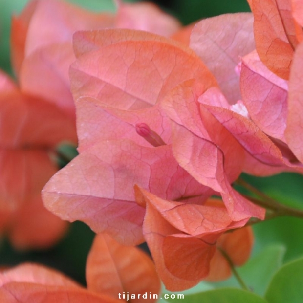 Bougainvillea 'Pêche'