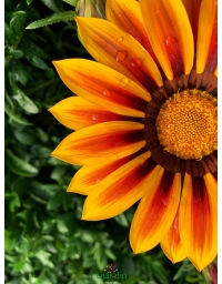 Gazania semi-vivace feuillage vert