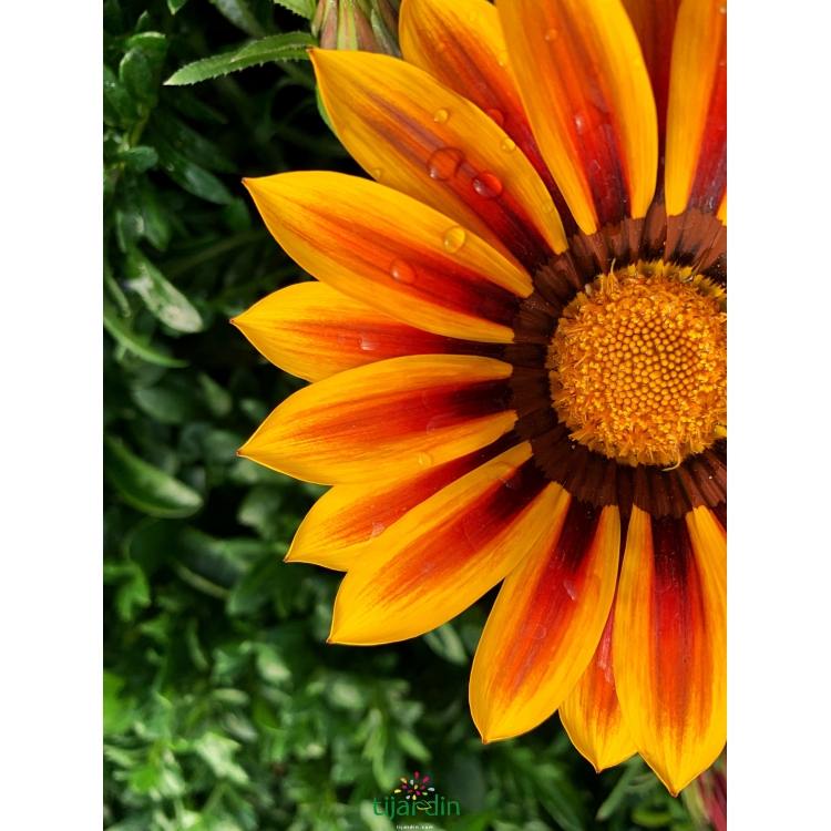 Gazania Rigens feuillage vert : fleurs jaune-orange - soins - Tijardin