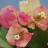 Bougainvillea 'Roma'