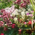 Lot de plantes 'EDEN'