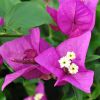 Bougainvillea 'Royal Purple'