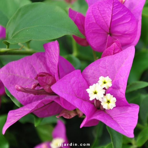 Bougainvillea 'Royal Purple'