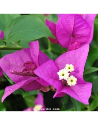 Bougainvillier 'Royal Purple'