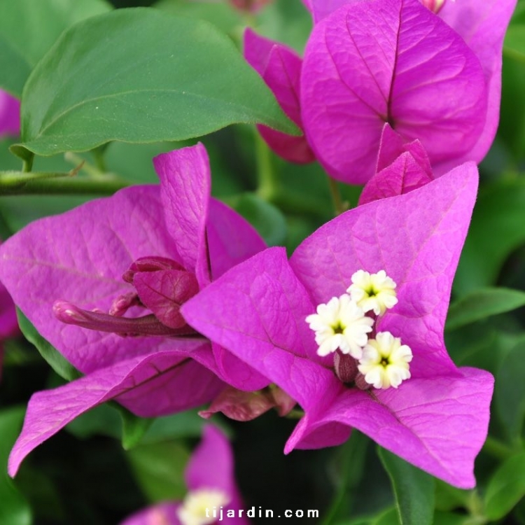 Bougainvillier Royal Purple : compact à fleurs violettes - Tijardin