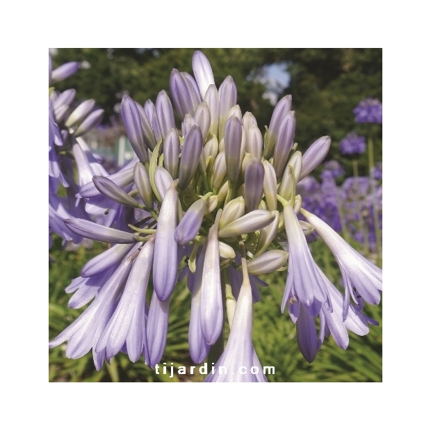 Agapanthus 'Celebration' Agapanthus 'Celebration'
