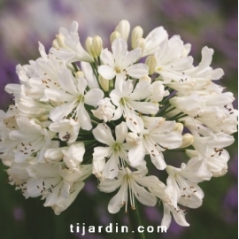 Agapanthus 'Snow Crystal'